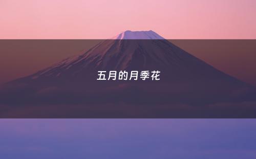 五月的月季花